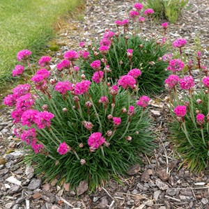 Armeria english grass rose - 6
