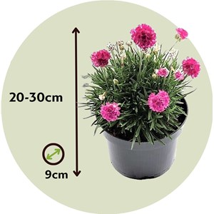 Armeria english grass rose - 6
