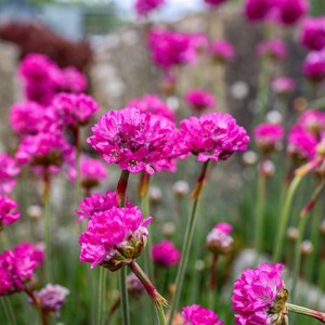 Armeria english grass rose - 6