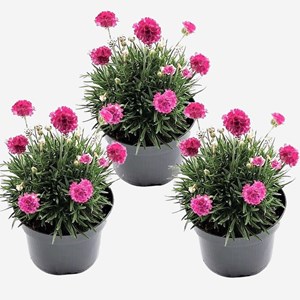 Armeria english grass rose - 6