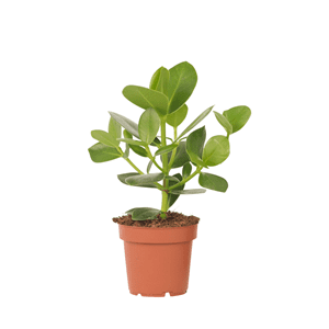 Plante verte élégante clusia rosea