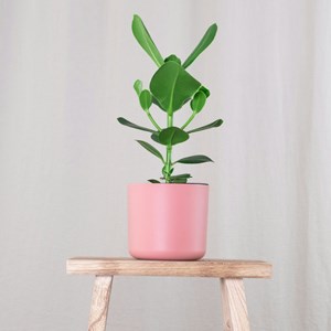 Plante verte élégante clusia rosea