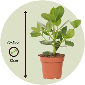 Plante verte élégante clusia rosea