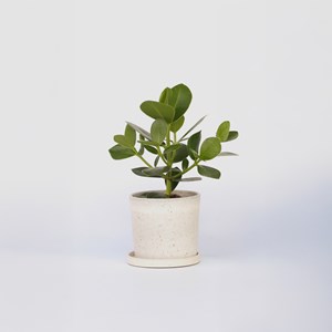 Plante verte élégante clusia rosea