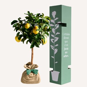 Citronnier des 4 saisons - idée cadeau