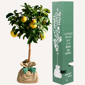Citronnier des 4 saisons - idée cadeau