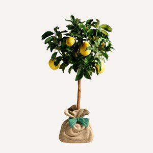 Citronnier des 4 saisons - idée cadeau