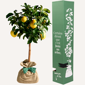 Citronnier des 4 saisons - idée cadeau